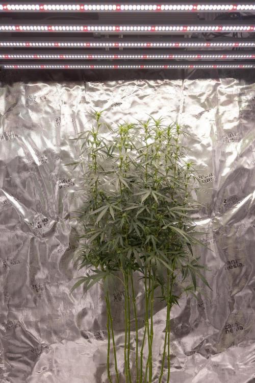 Godfather OG ✞ Auto - Zamnesia x B&B. Week 7