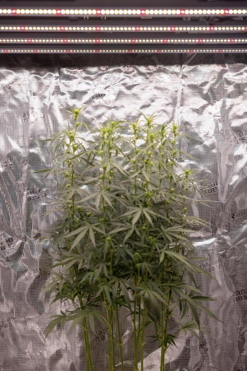 Godfather OG ✞ Auto - Zamnesia x B&B. Week 7
