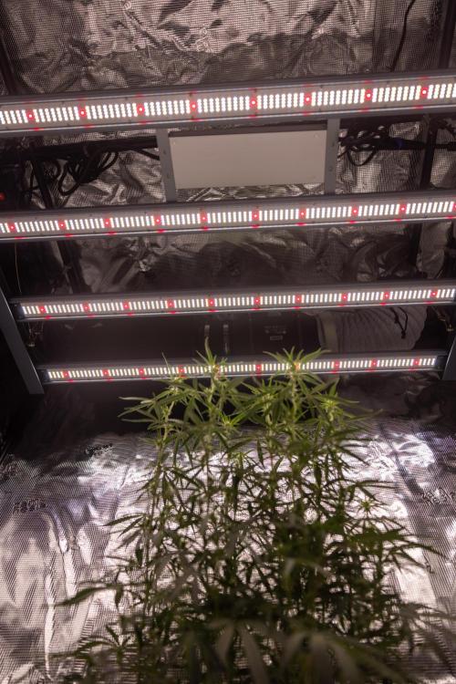 Godfather OG ✞ Auto - Zamnesia x B&B. Week 7
