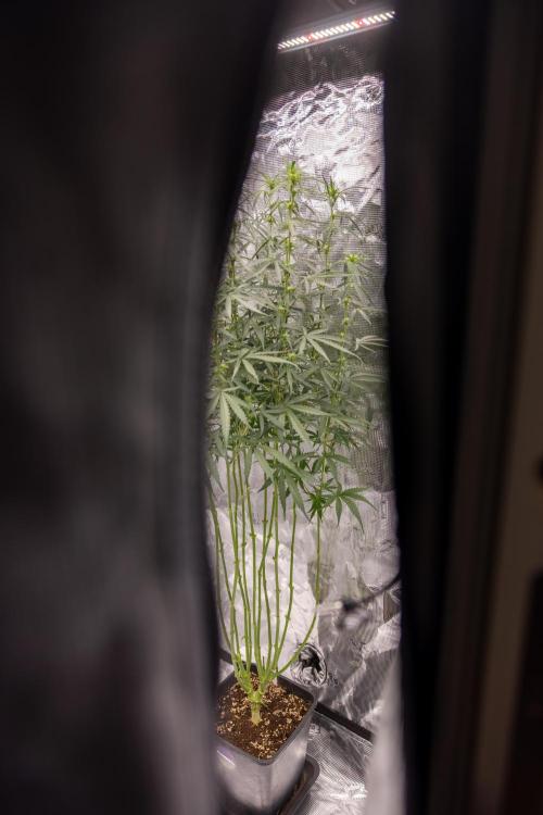 Godfather OG ✞ Auto - Zamnesia x B&B. Week 7