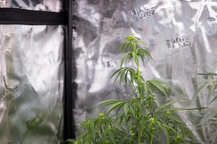 Godfather OG ✞ Auto - Zamnesia x B&B. Week 7