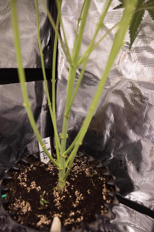 Godfather OG ✞ Auto - Zamnesia x B&B. Week 7