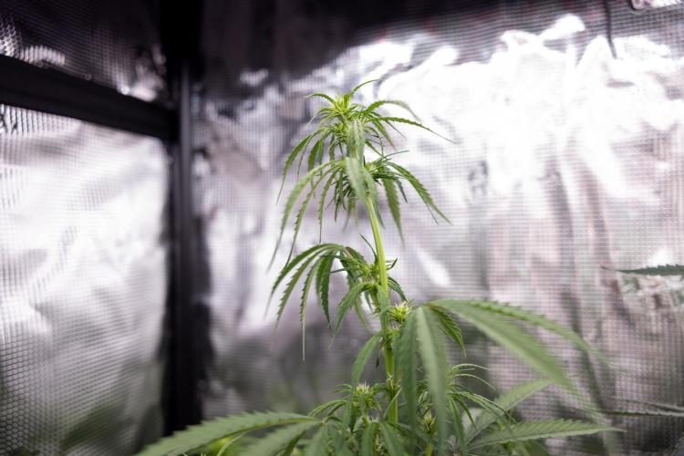 Godfather OG ✞ Auto - Zamnesia x B&B. Week 7