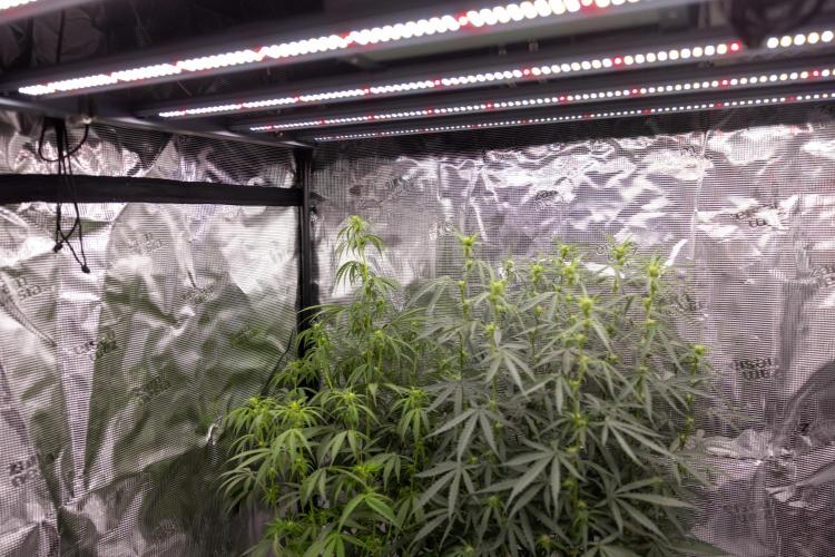 Godfather OG ✞ Auto - Zamnesia x B&B. Week 7