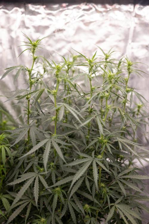 Godfather OG ✞ Auto - Zamnesia x B&B. Week 7