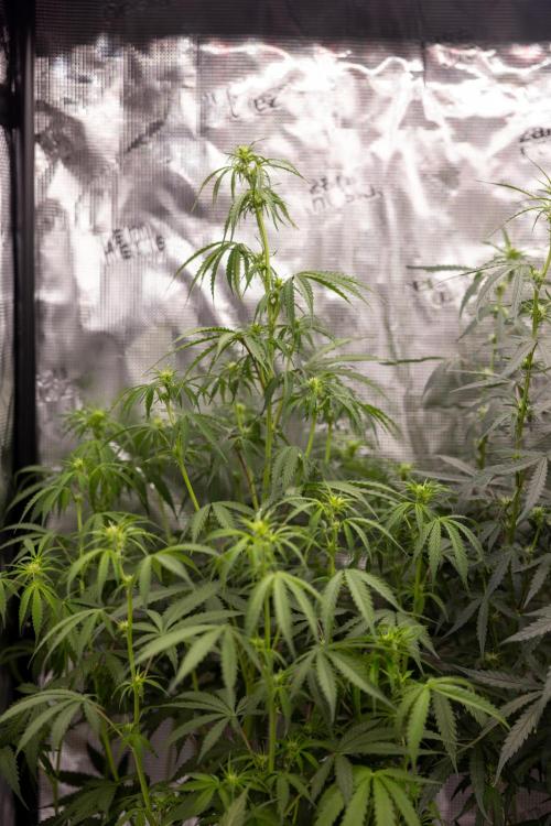 Godfather OG ✞ Auto - Zamnesia x B&B. Week 7