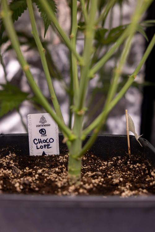 Chocolope 🍫 Auto - Zamnesia x B&B. Week 7