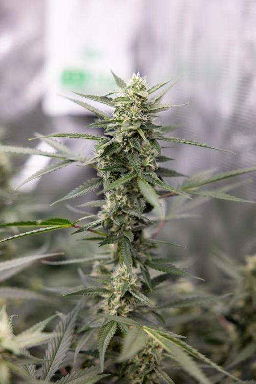 Chocolope 🍫 Auto - Zamnesia x B&B. Week 7