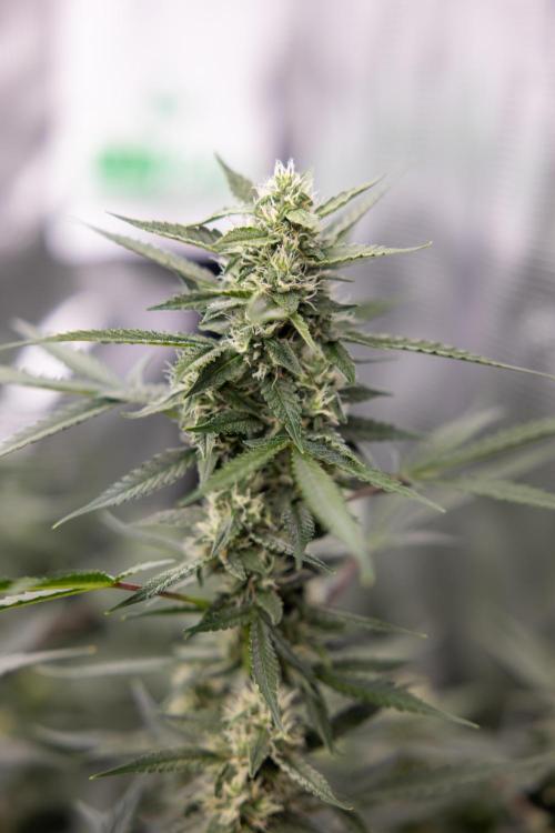 Chocolope 🍫 Auto - Zamnesia x B&B. Week 7