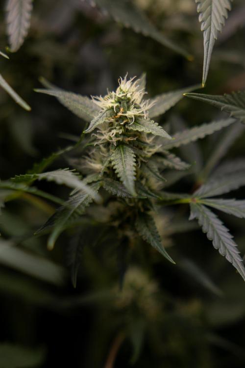 Chocolope 🍫 Auto - Zamnesia x B&B. Week 7