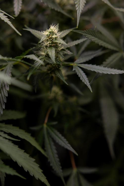 Chocolope 🍫 Auto - Zamnesia x B&B. Week 7