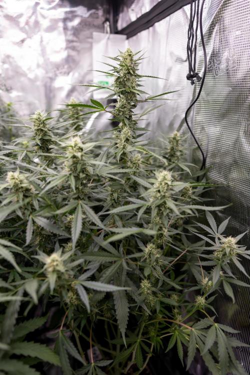 Chocolope 🍫 Auto - Zamnesia x B&B. Week 7