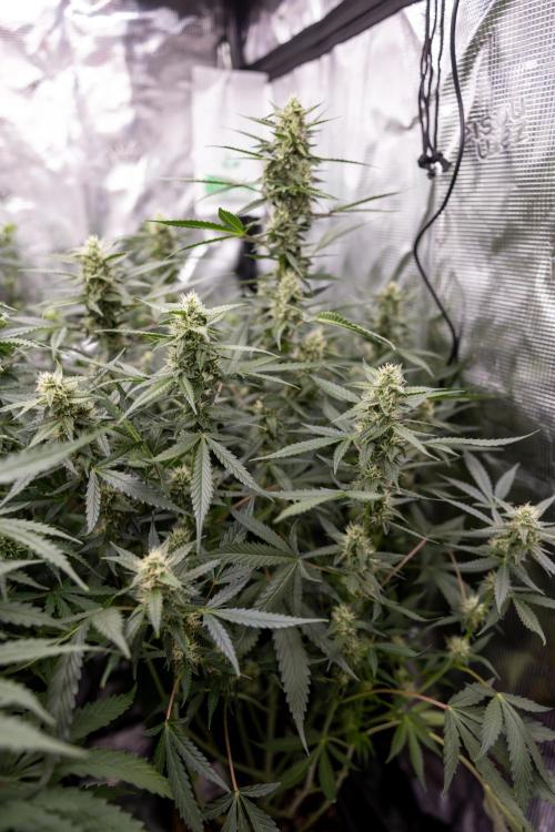 Chocolope 🍫 Auto - Zamnesia x B&B. Week 7