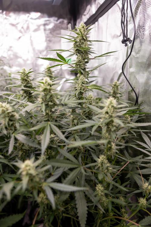 Chocolope 🍫 Auto - Zamnesia x B&B. Week 7
