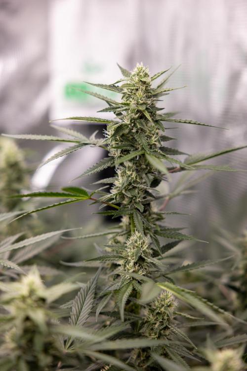 Chocolope 🍫 Auto - Zamnesia x B&B. Week 7
