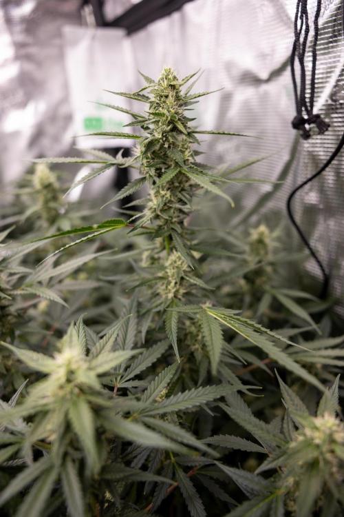 Chocolope 🍫 Auto - Zamnesia x B&B. Week 7