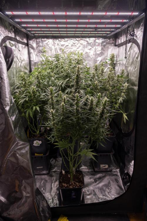 Chocolope 🍫 Auto - Zamnesia x B&B. Week 7