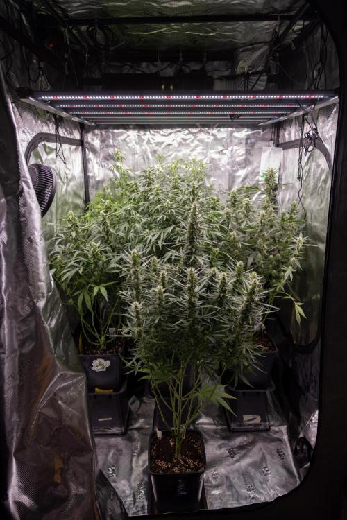 Chocolope 🍫 Auto - Zamnesia x B&B. Week 7