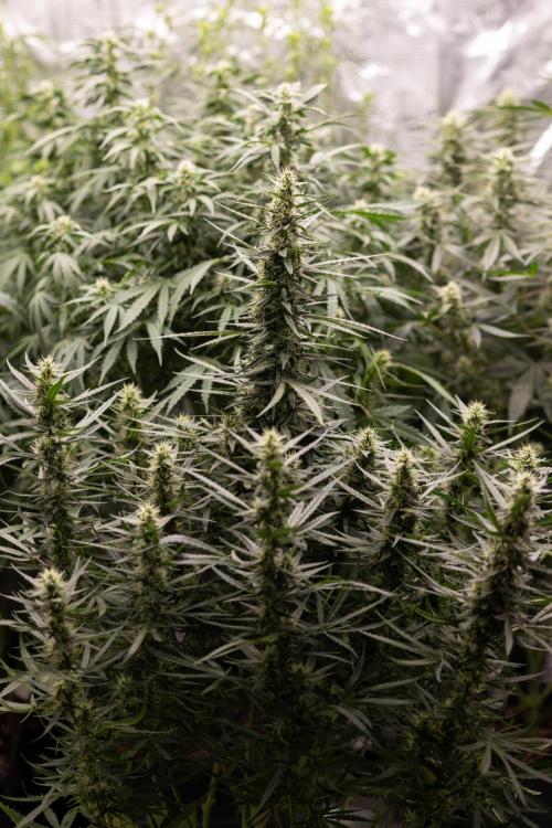 Chocolope 🍫 Auto - Zamnesia x B&B. Week 7