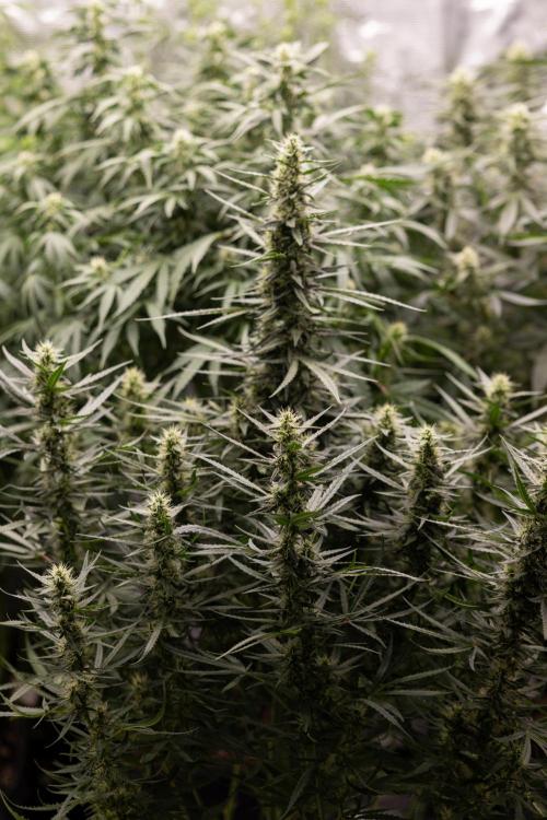 Chocolope 🍫 Auto - Zamnesia x B&B. Week 7