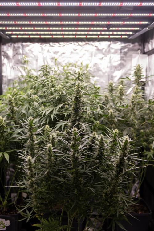 Chocolope 🍫 Auto - Zamnesia x B&B. Week 7