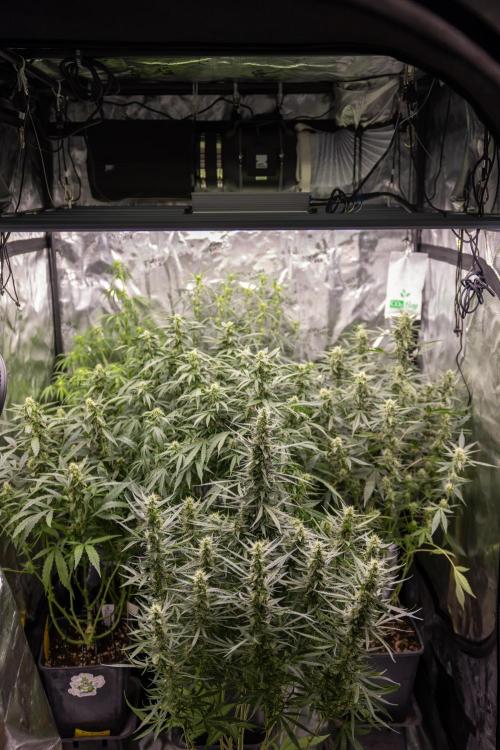 Chocolope 🍫 Auto - Zamnesia x B&B. Week 7