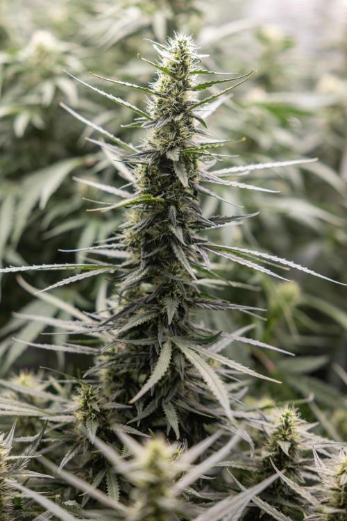 Chocolope 🍫 Auto - Zamnesia x B&B. Week 7