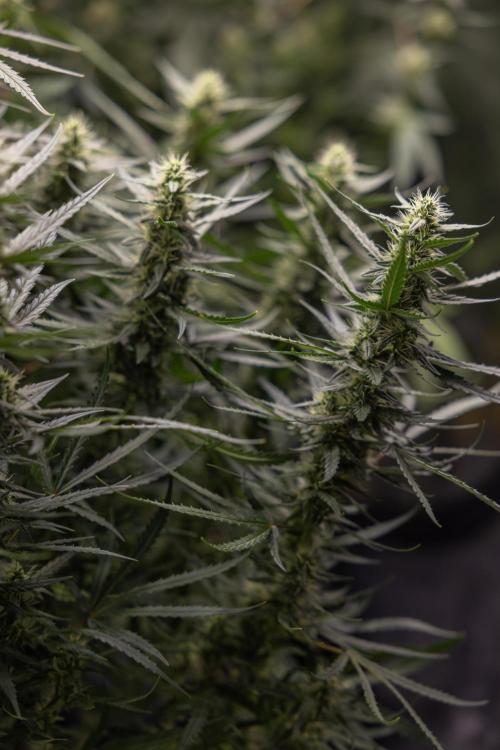 Chocolope 🍫 Auto - Zamnesia x B&B. Week 7