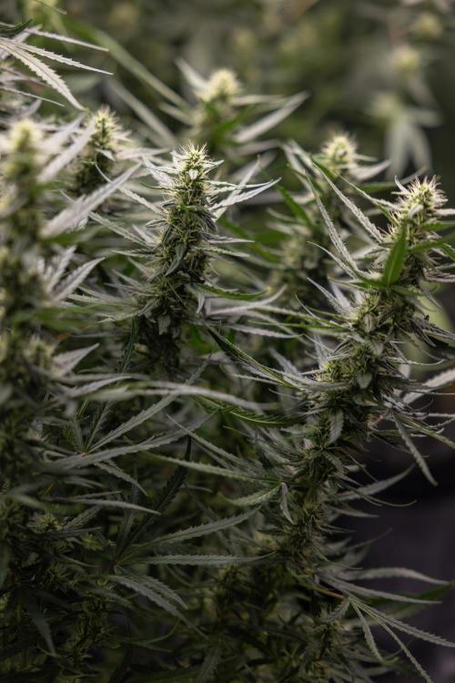Chocolope 🍫 Auto - Zamnesia x B&B. Week 7