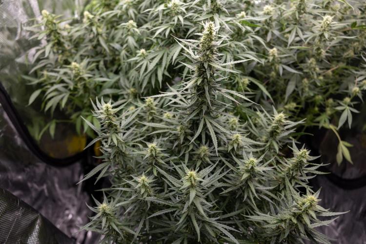 Chocolope 🍫 Auto - Zamnesia x B&B. Week 7