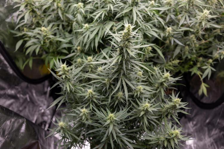 Chocolope 🍫 Auto - Zamnesia x B&B. Week 7
