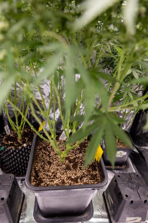 Mimosa 🌾 Auto - Zamnesia x B&B. Week 7 - Mimosa Autoflowering
