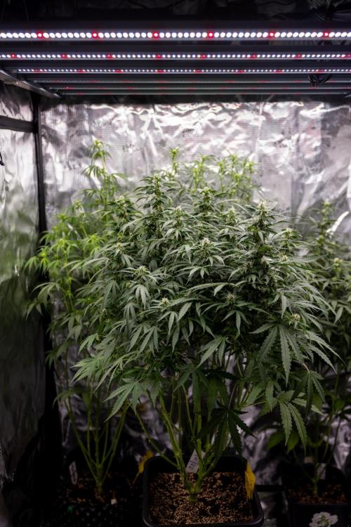 Mimosa 🌾 Auto - Zamnesia x B&B. Week 7 - Mimosa Autoflowering