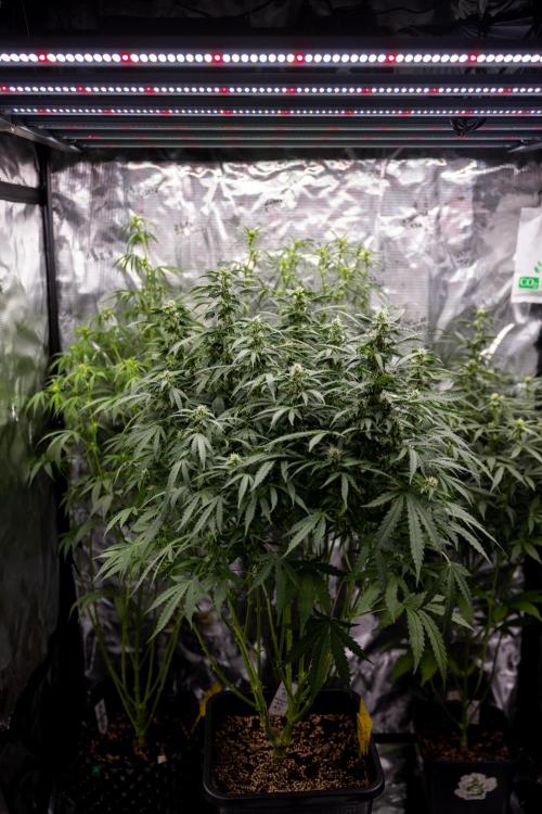 Mimosa 🌾 Auto - Zamnesia x B&B. Week 7 - Mimosa Autoflowering