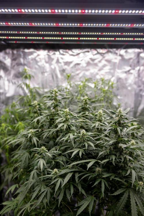 Mimosa 🌾 Auto - Zamnesia x B&B. Week 7 - Mimosa Autoflowering