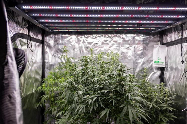 Mimosa 🌾 Auto - Zamnesia x B&B. Week 7 - Mimosa Autoflowering