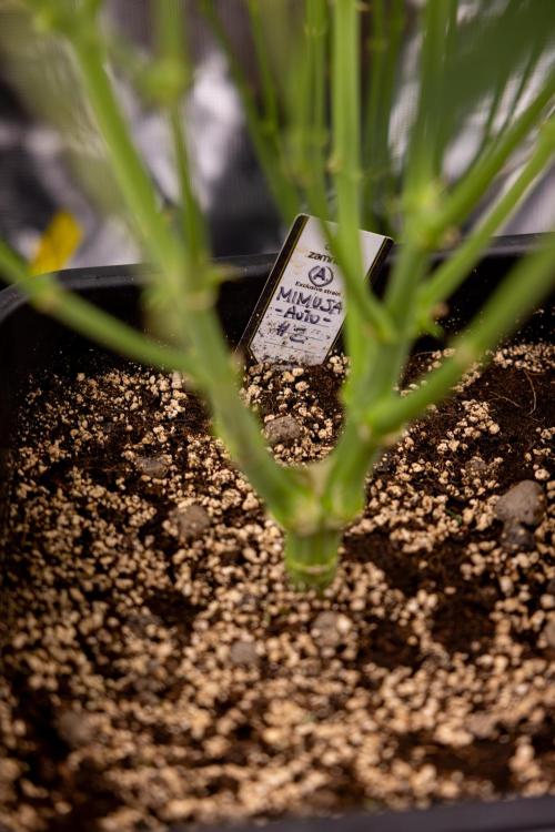 Mimosa 🌾 Auto - Zamnesia x B&B. Week 7 - Mimosa Autoflowering