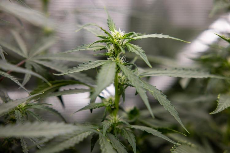 Mimosa 🌾 Auto - Zamnesia x B&B. Week 7 - Mimosa Autoflowering