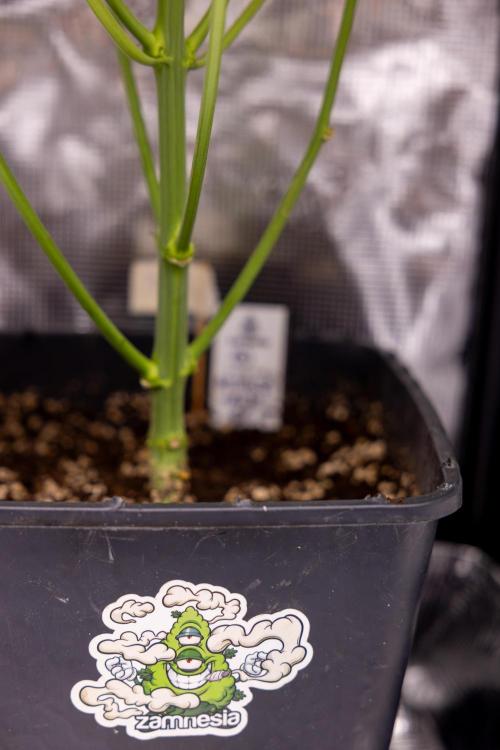 Mimosa 🌾 Auto - Zamnesia x B&B. Week 7 - Mimosa Autoflowering