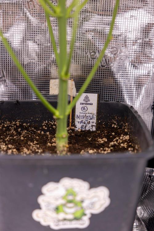 Mimosa 🌾 Auto - Zamnesia x B&B. Week 7 - Mimosa Autoflowering