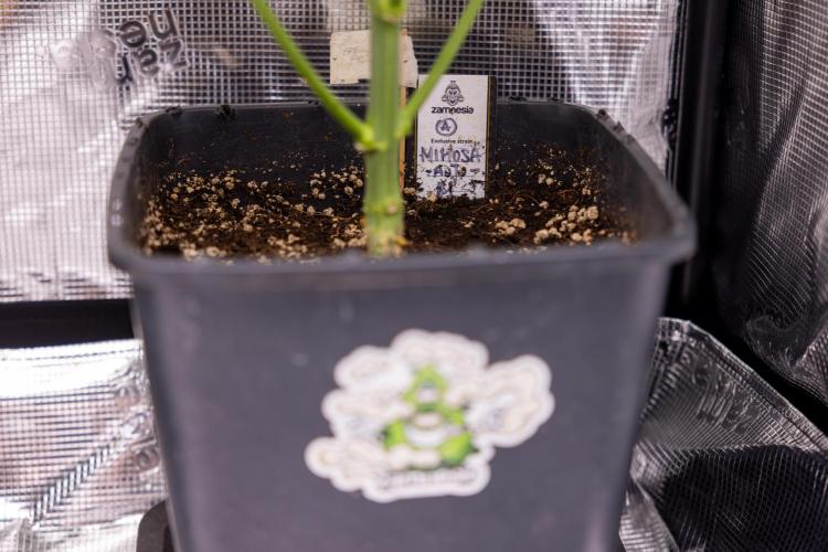Mimosa 🌾 Auto - Zamnesia x B&B. Week 7 - Mimosa Autoflowering