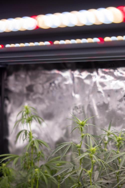 Mimosa 🌾 Auto - Zamnesia x B&B. Week 7 - Mimosa Autoflowering