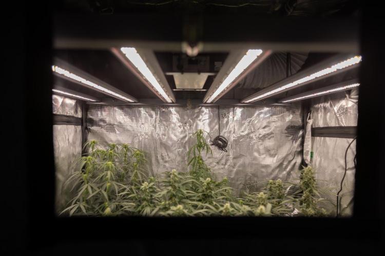 Mimosa 🌾 Auto - Zamnesia x B&B. Week 7 - Zamnesia Ecosystem