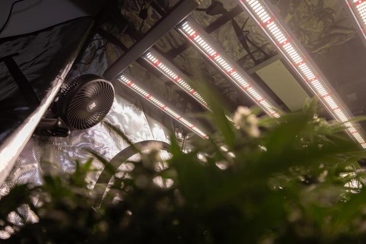 Mimosa 🌾 Auto - Zamnesia x B&B. Week 7 - Zamnesia Ecosystem