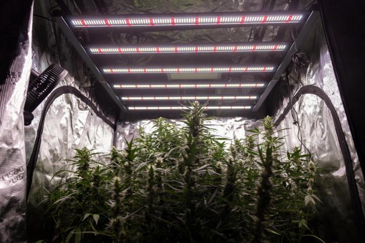 Mimosa 🌾 Auto - Zamnesia x B&B. Week 7 - Zamnesia Ecosystem