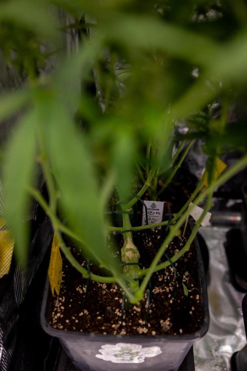 CBD FIX 🏥 Auto - Zamnesia x B&B. Week 7 - Cbd Fix #2 - Main Lining