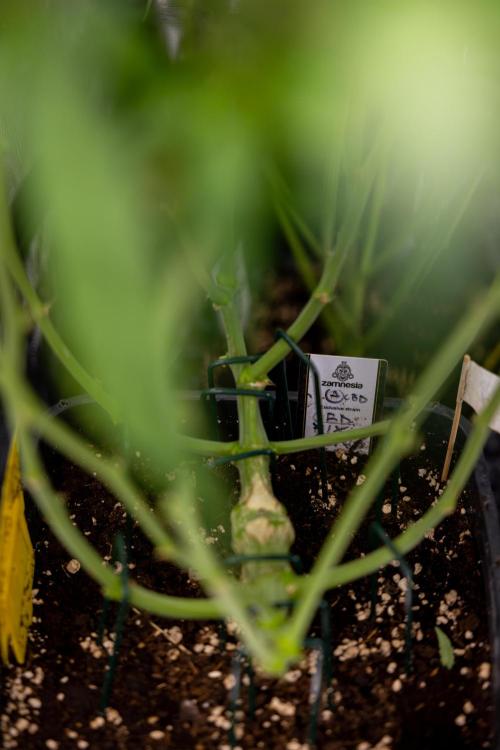 CBD FIX 🏥 Auto - Zamnesia x B&B. Week 7 - Cbd Fix #2 - Main Lining