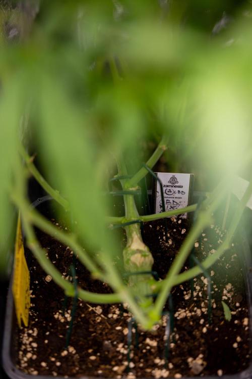 CBD FIX 🏥 Auto - Zamnesia x B&B. Week 7 - Cbd Fix #2 - Main Lining