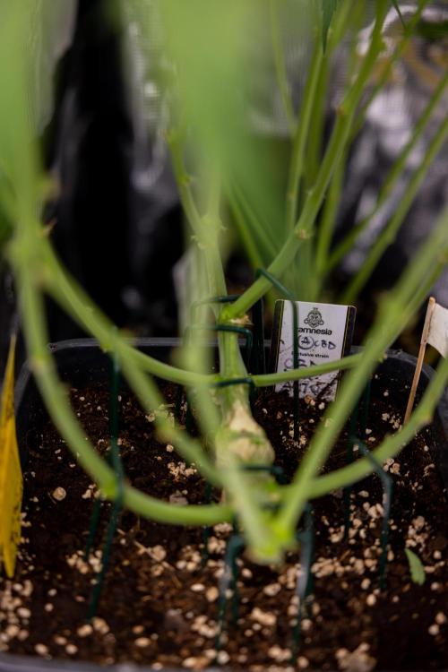 CBD FIX 🏥 Auto - Zamnesia x B&B. Week 7 - Cbd Fix #2 - Main Lining