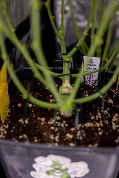 CBD FIX 🏥 Auto - Zamnesia x B&B. Week 7 - Cbd Fix #2 - Main Lining